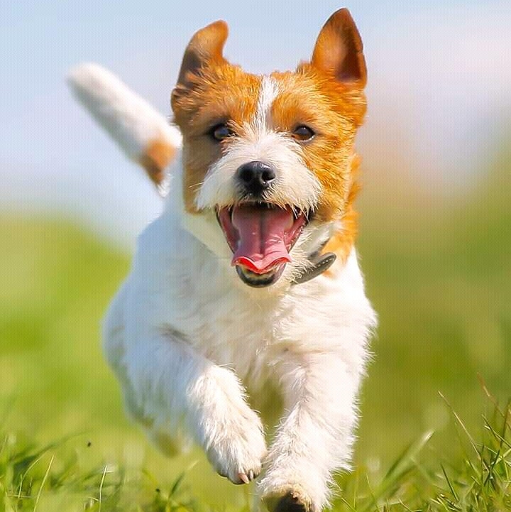 chien...