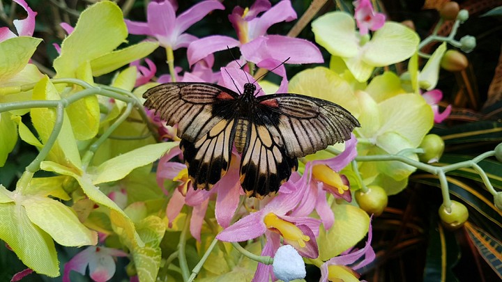 Schmetterling Blüten Zauber