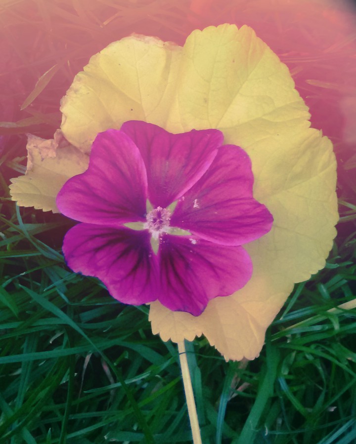Blüte