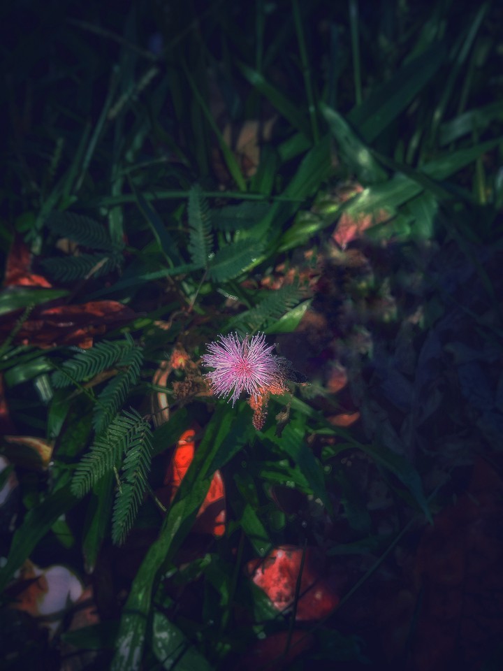 #flower