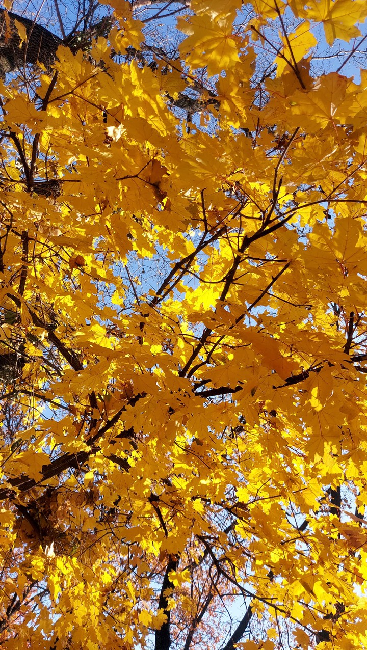 maple