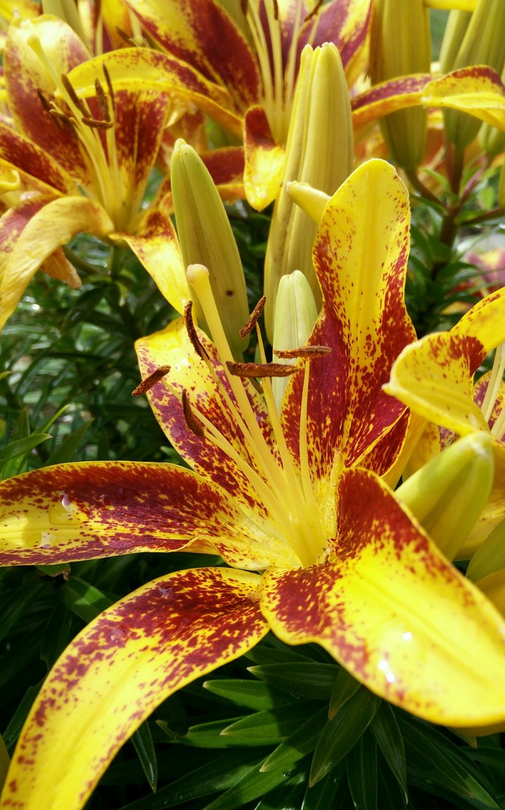 Asiatic lily