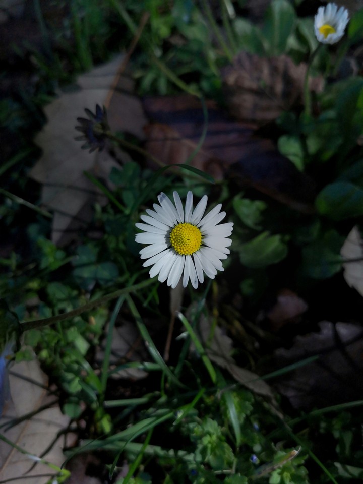 Chamomile (Oxeye Daisy)