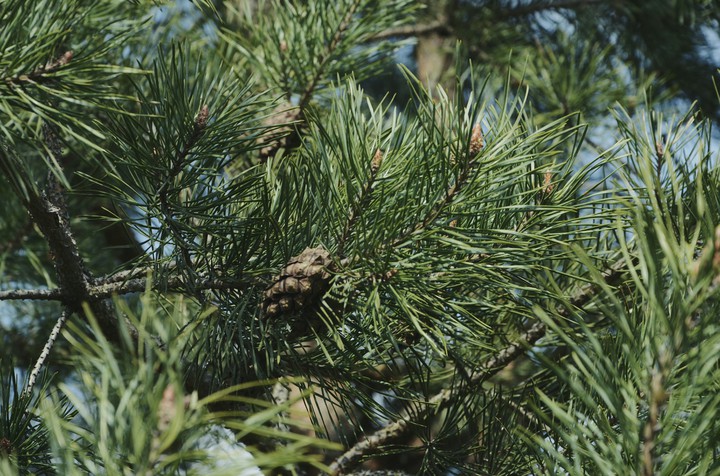 pine