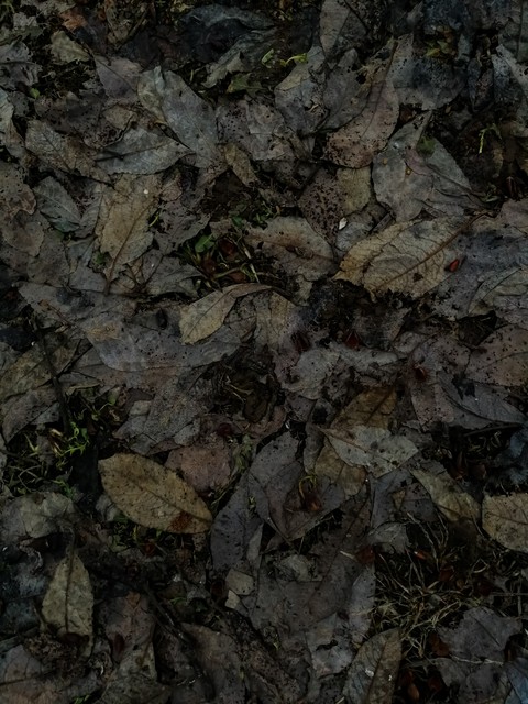 Foliage