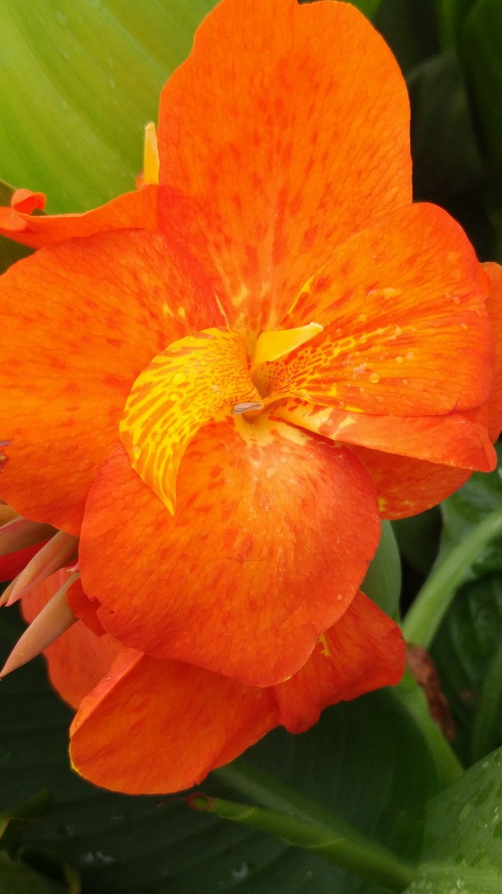 orange flower