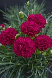 Flor mais linda do universo