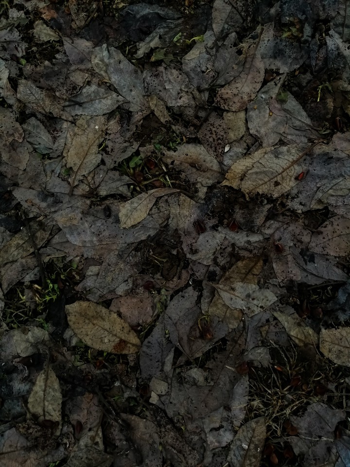 Foliage