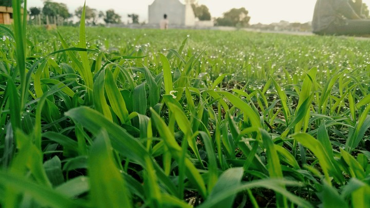 grass