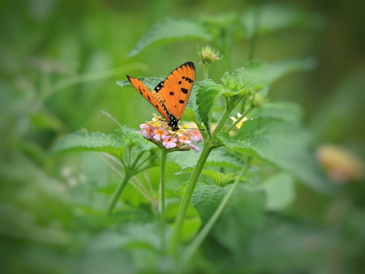 Butterfly