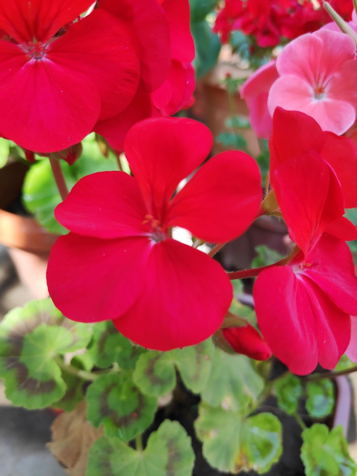 impatien flowers