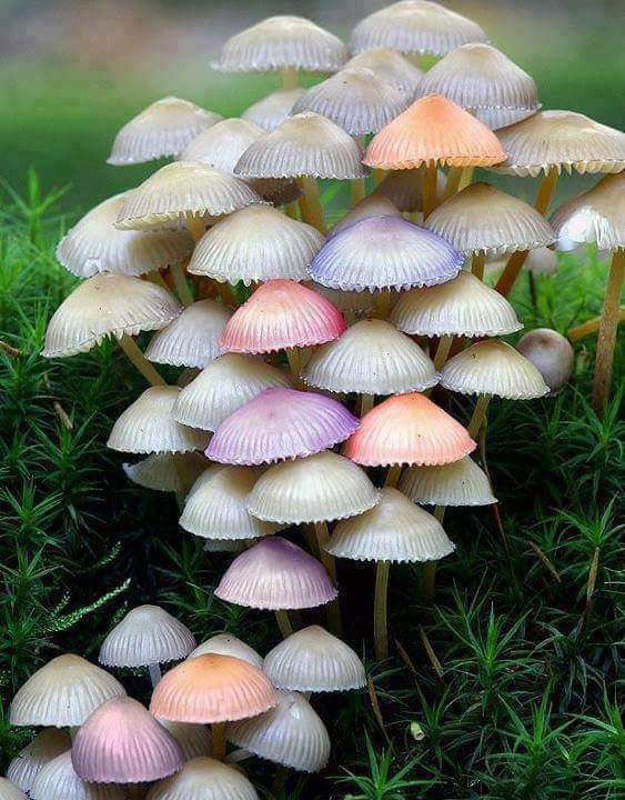 Mushrooms