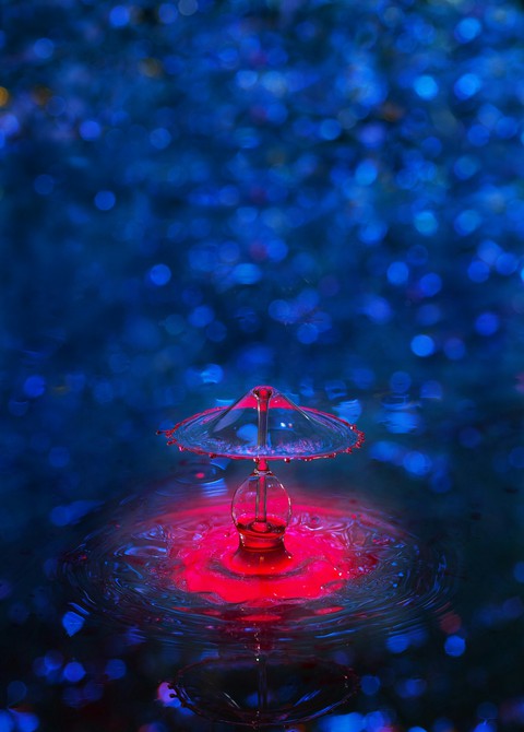 jelly Fish