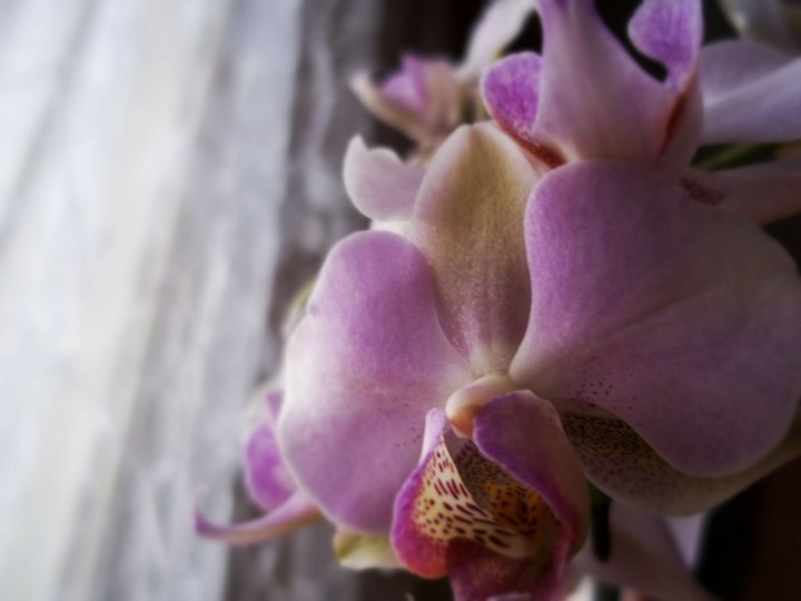 orchids