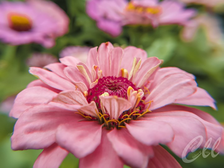 Flower...