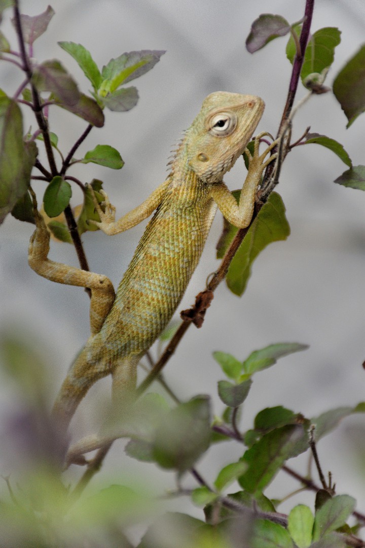 Chameleon