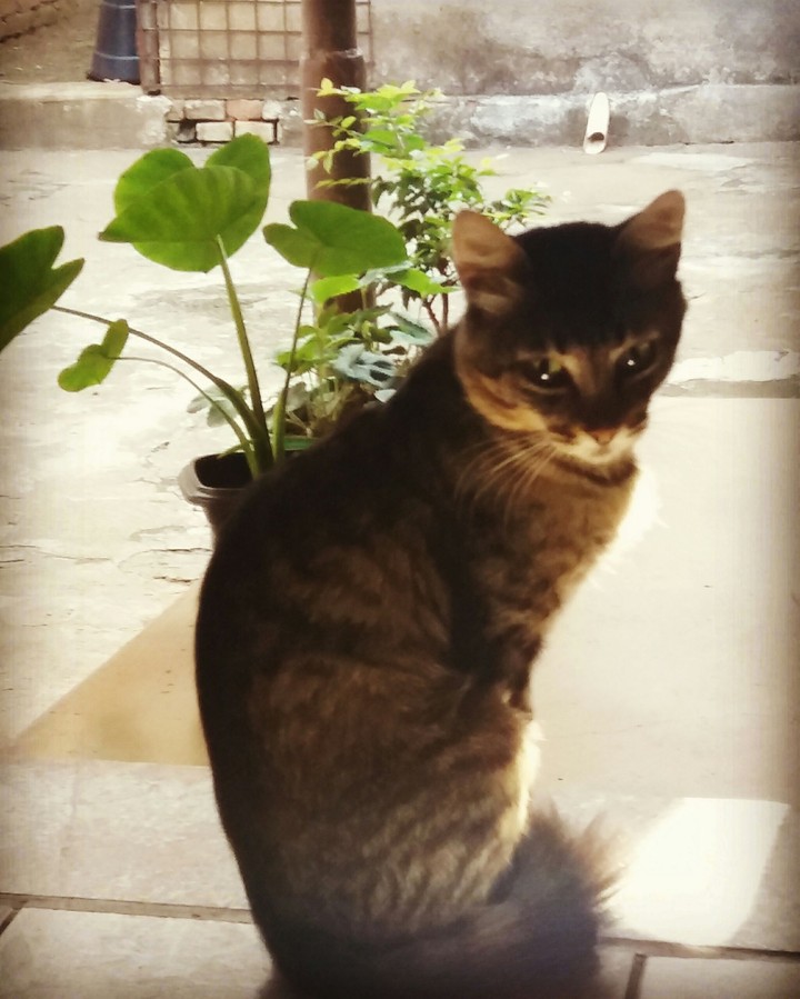 Gato