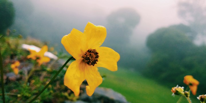 Flower