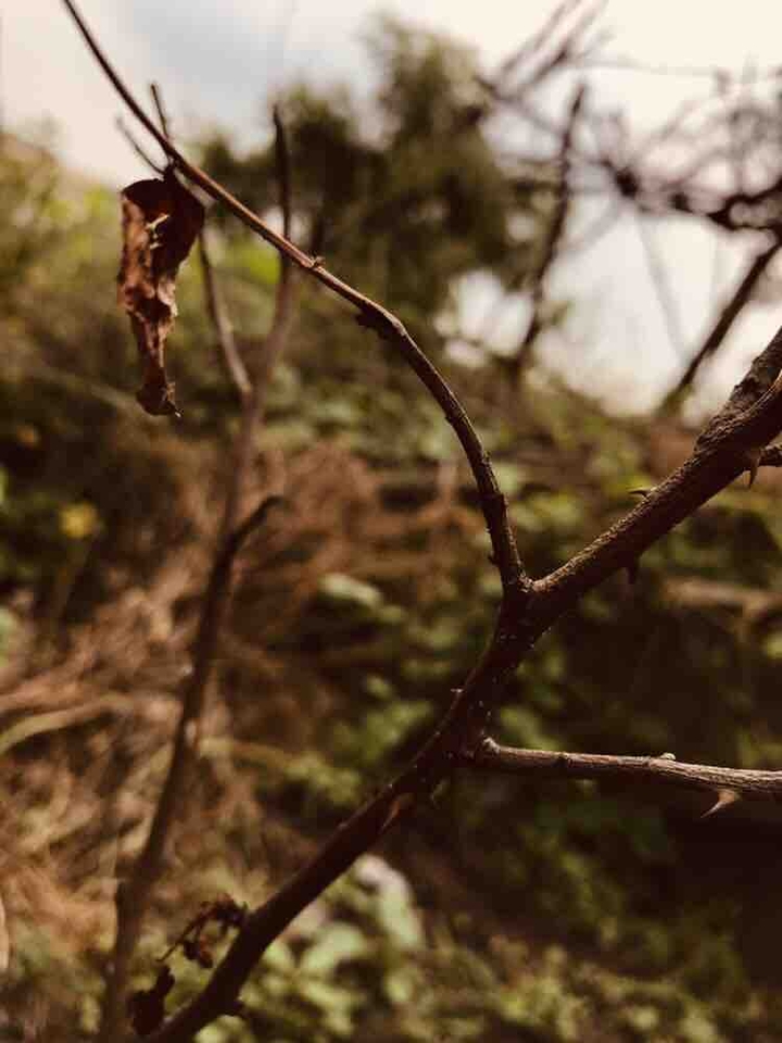 faded leaf
