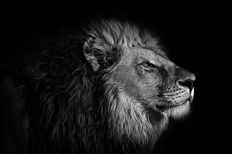 Dark Lion
