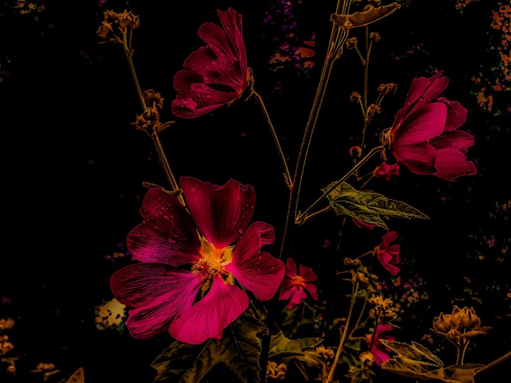 Dark flowers
