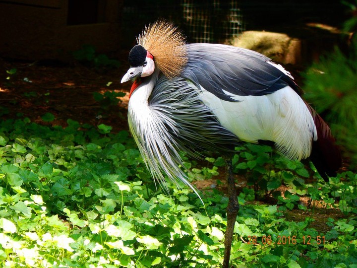 WildLife