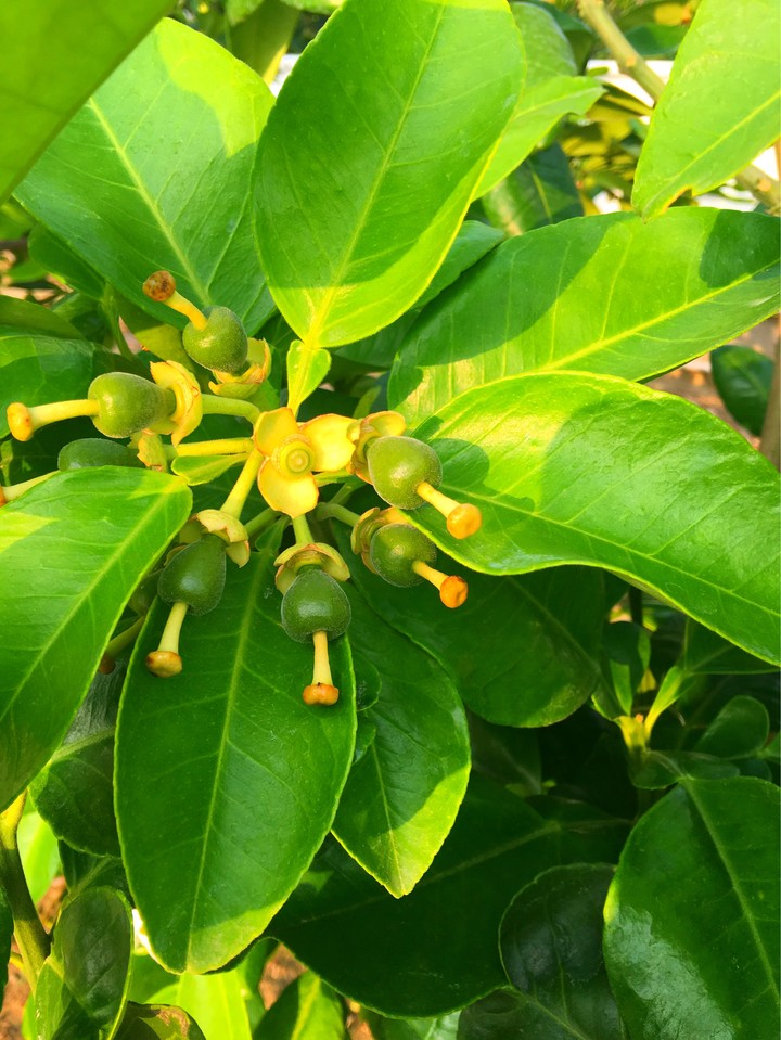 Grapefruit  flower  results
