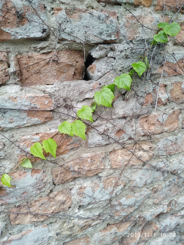 foglie in fila