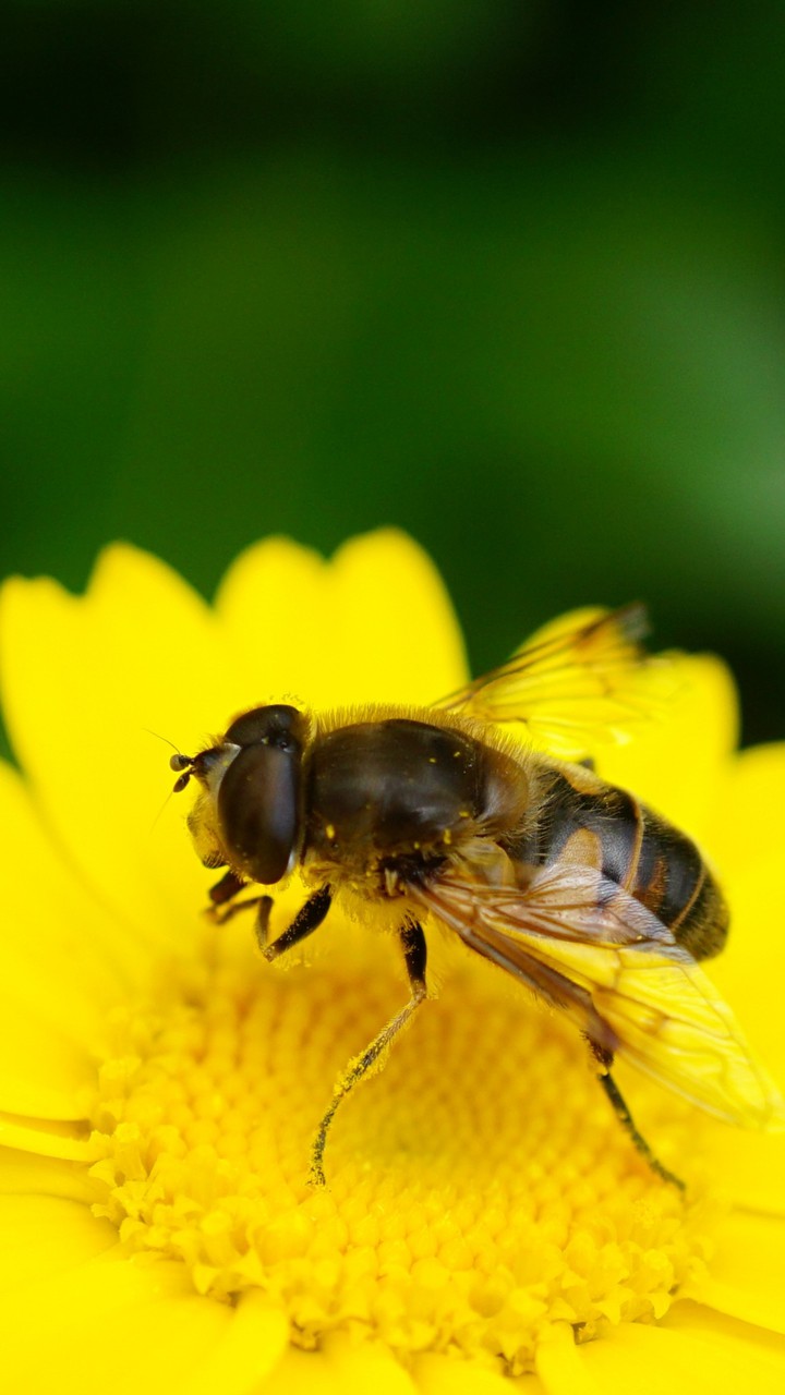 Bee on sunflower