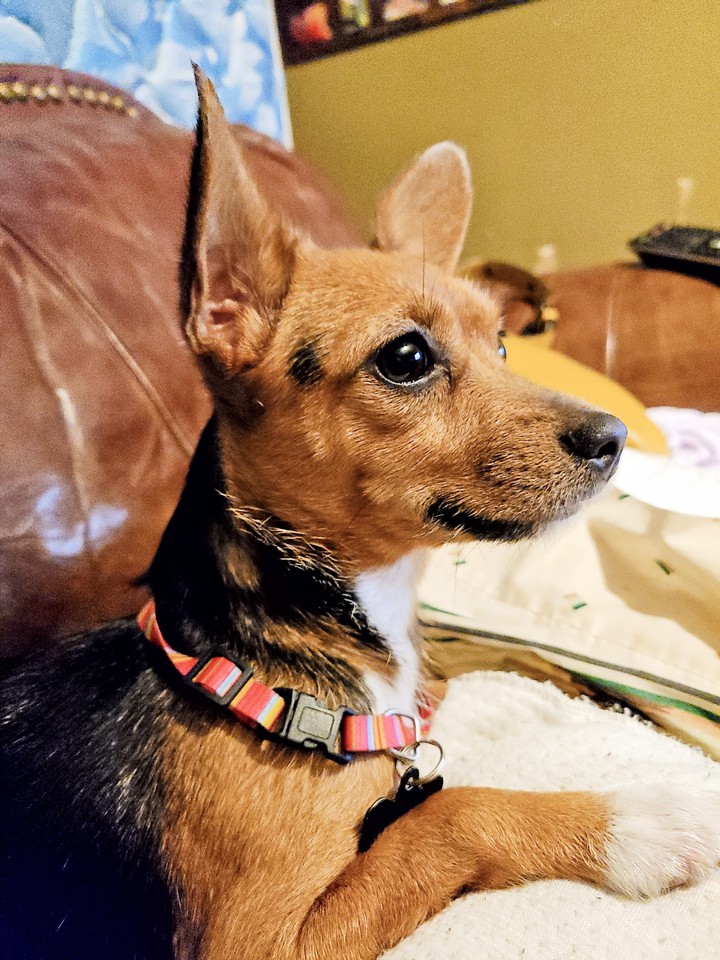 Dog
