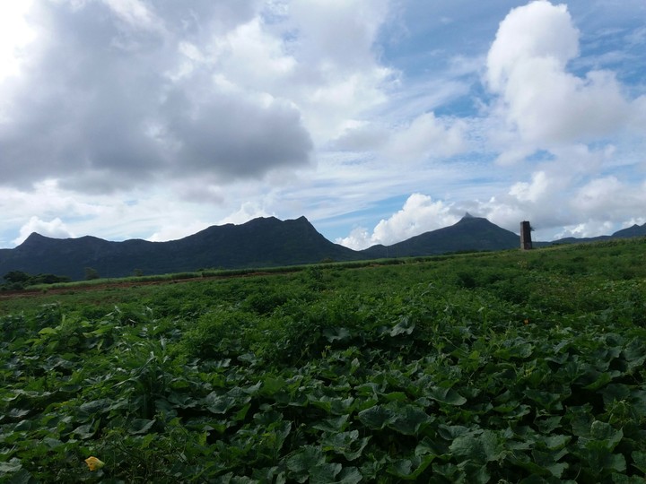 plantation site