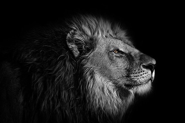 Dark Lion