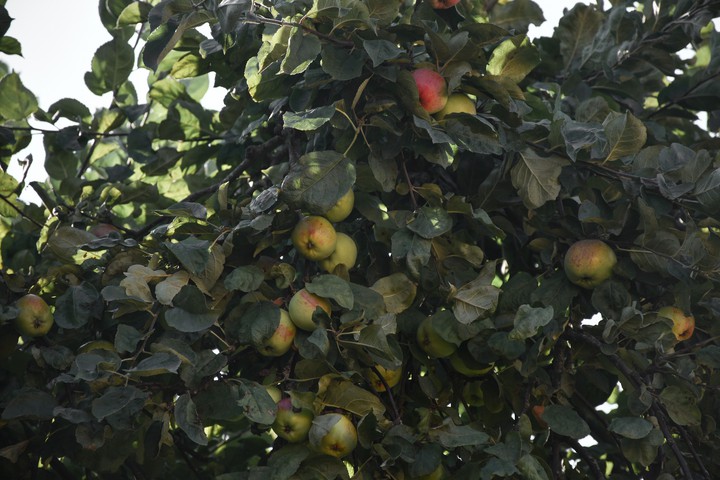 Apple tree
