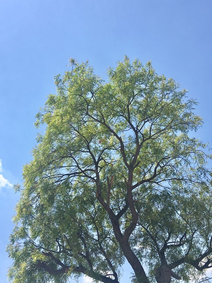 tree nature gift