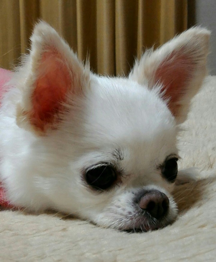 犬