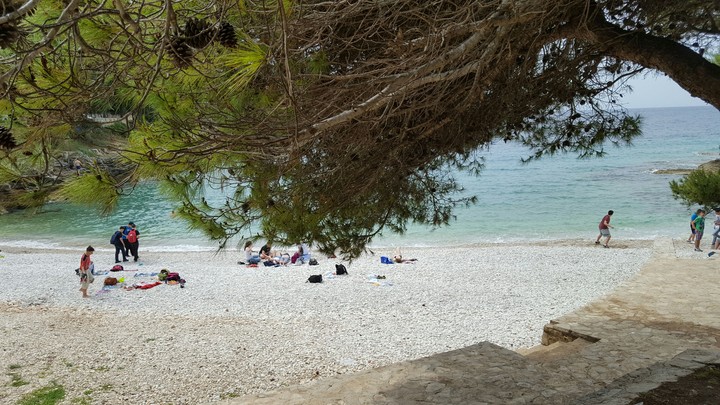 Beach Tree