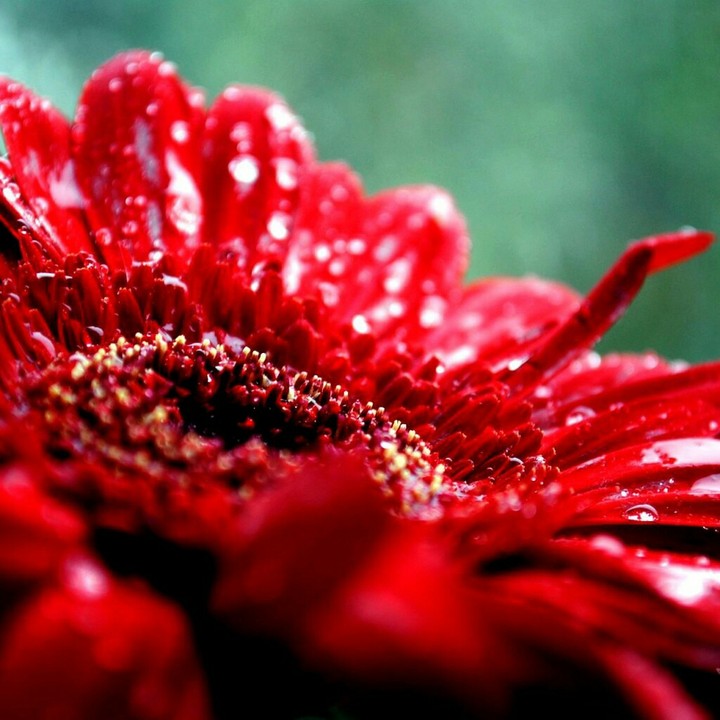 red