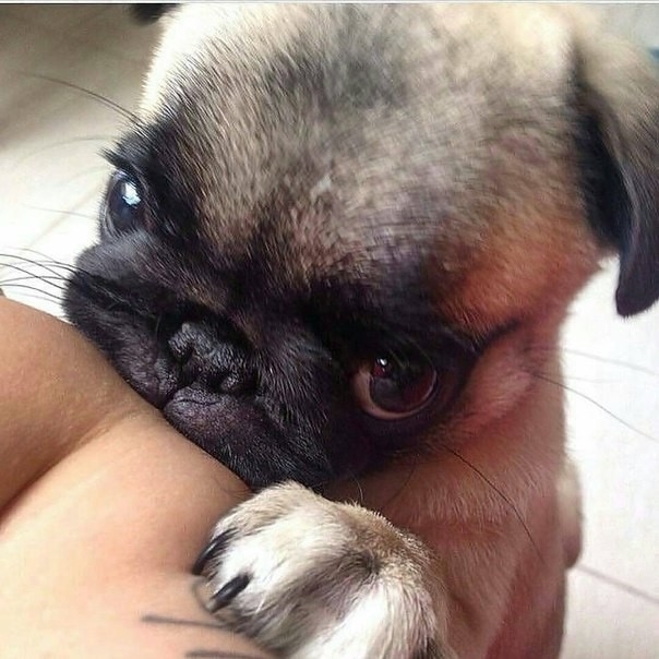 pug