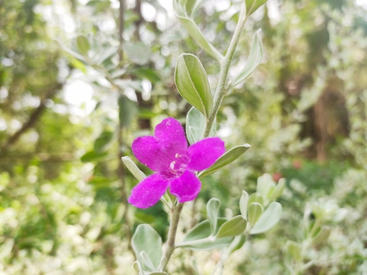 flower