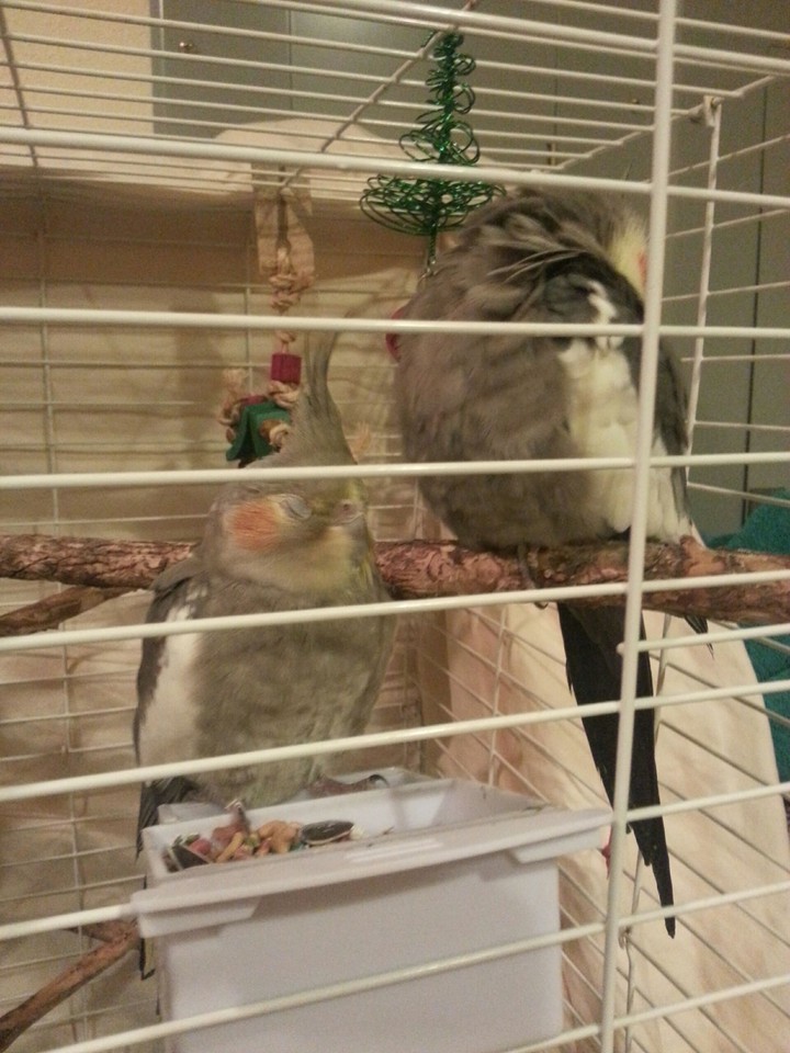 Sleeping birds