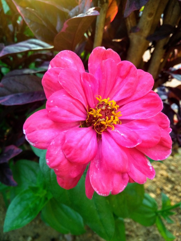 Flower