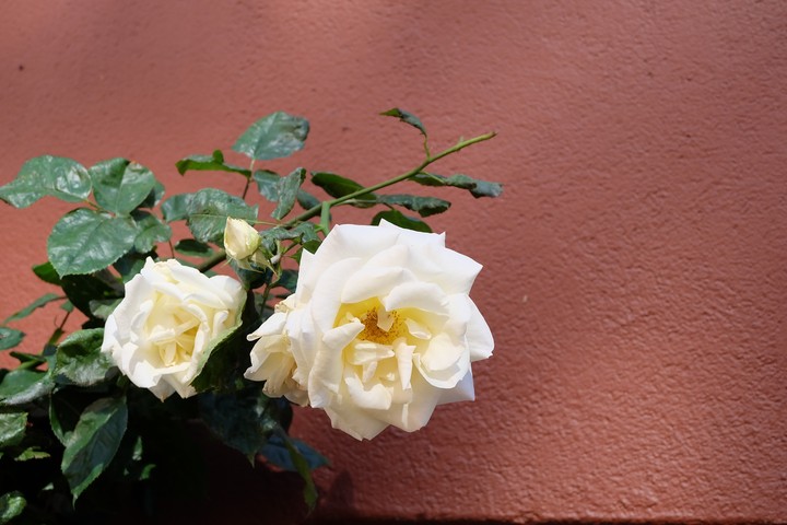 White Rose's.