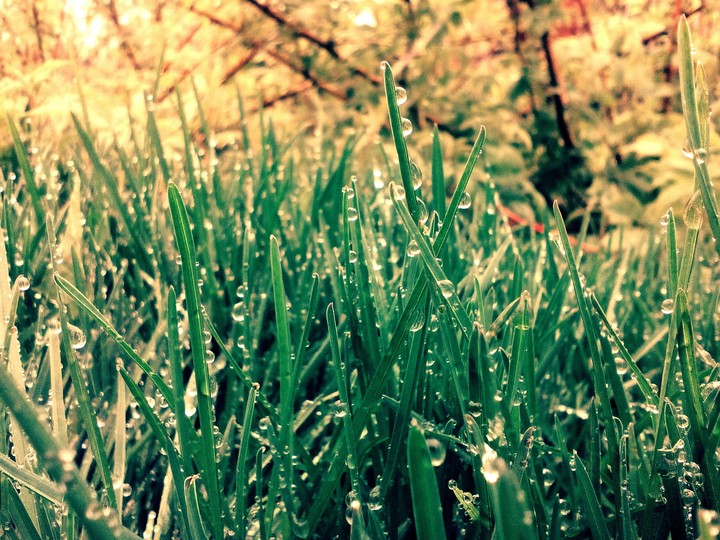 grass