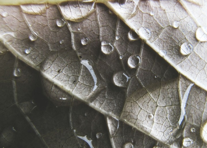 leaf
