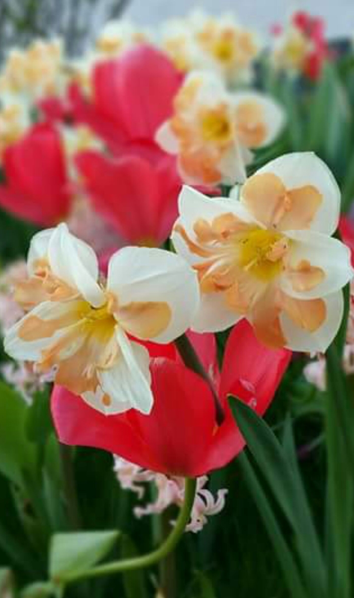 my garden flowers