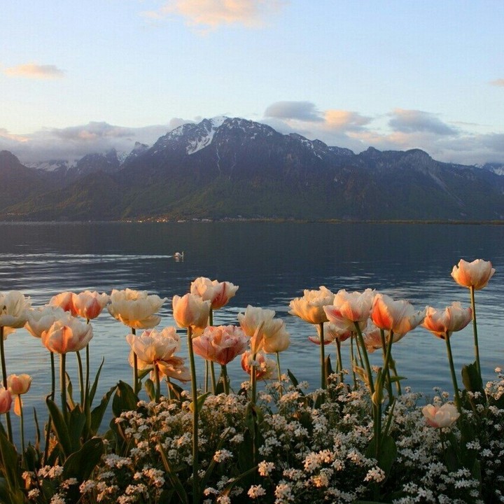 tulips lips
