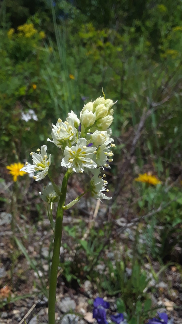 more flowers