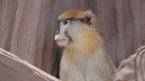 monkey