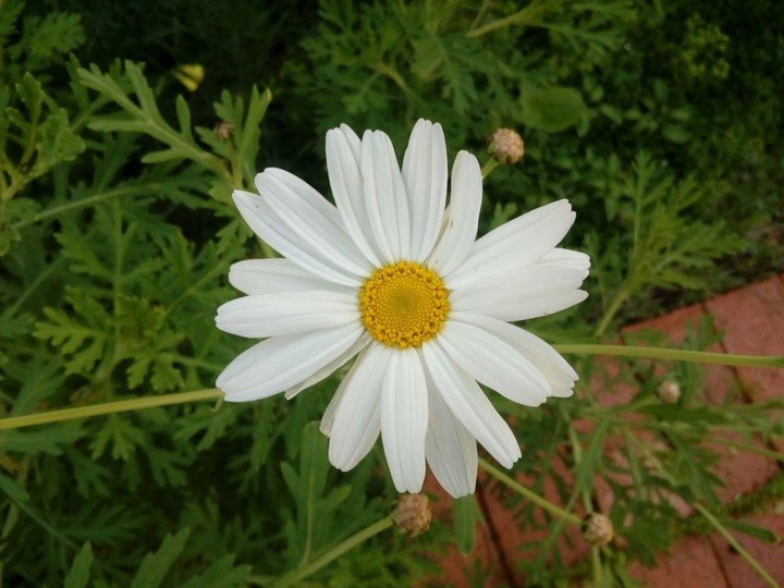 A Simple Daisy