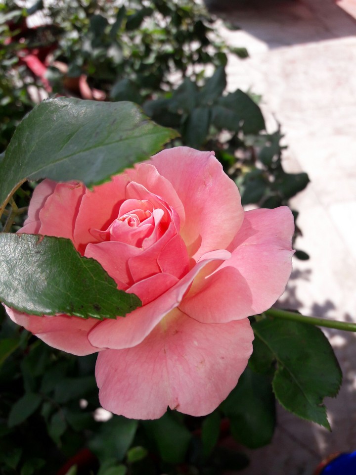rose